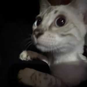 Meet your Posher, Arabella